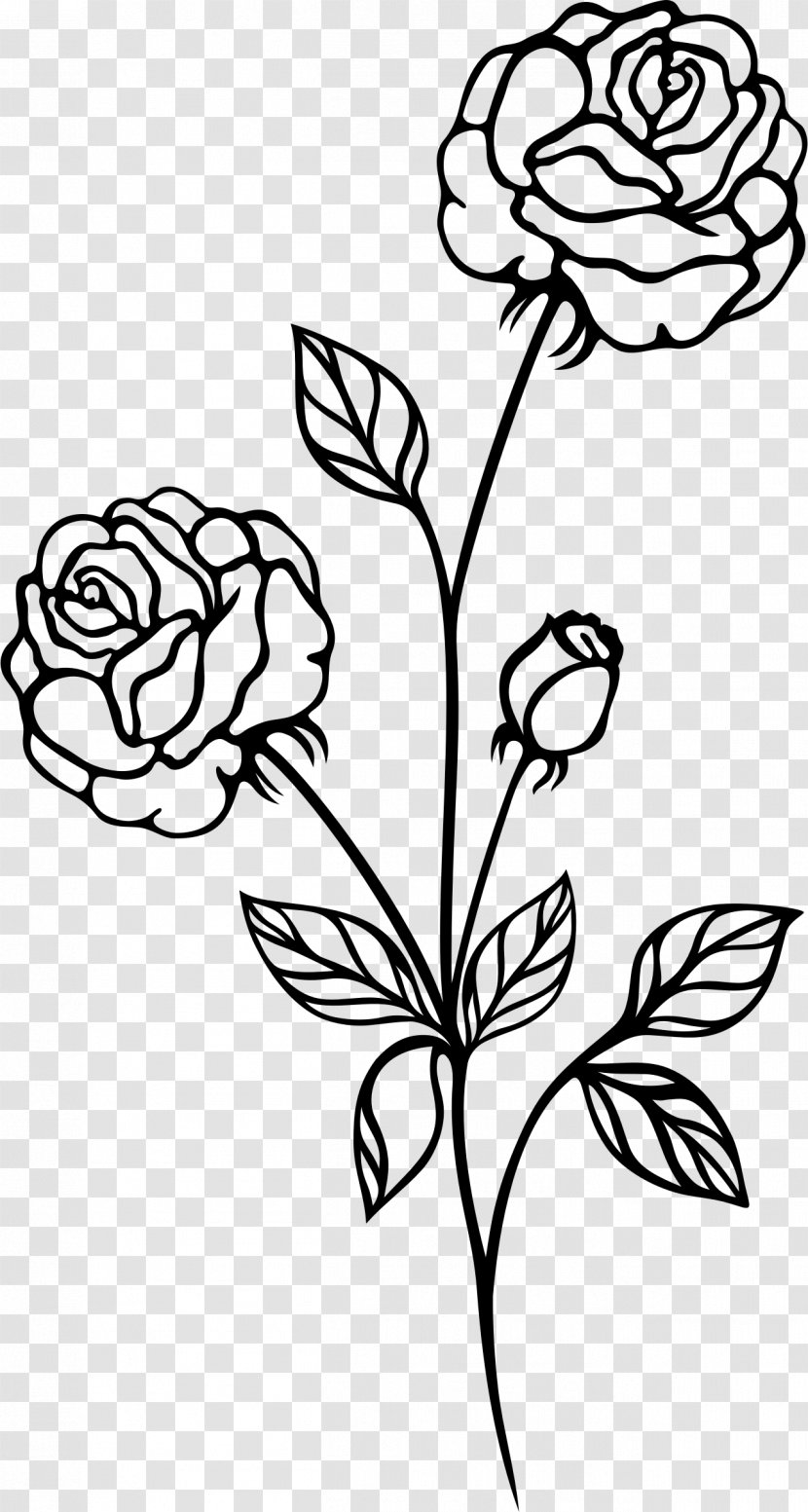 Black Rose And White Clip Art - Flora - Radha Krishna Transparent PNG