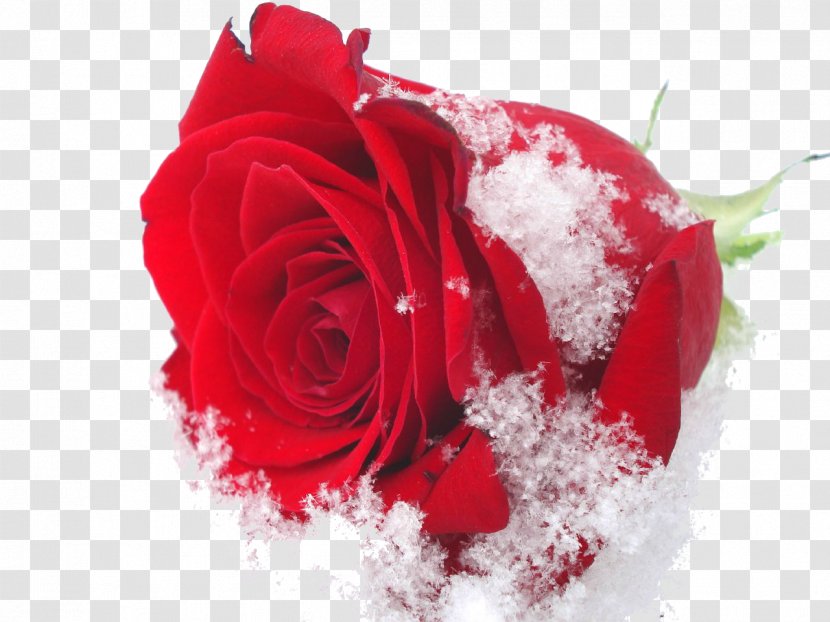 Damask Rose Flower Roses In The Snow Oil Winter - Beautiful Transparent PNG