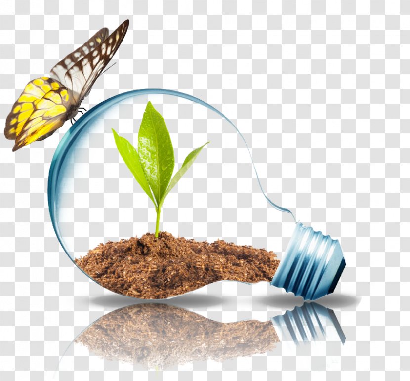 India Energy Conservation Bureau Of Efficiency Efficient Use - Butterfly Landed On The Bulb Transparent PNG