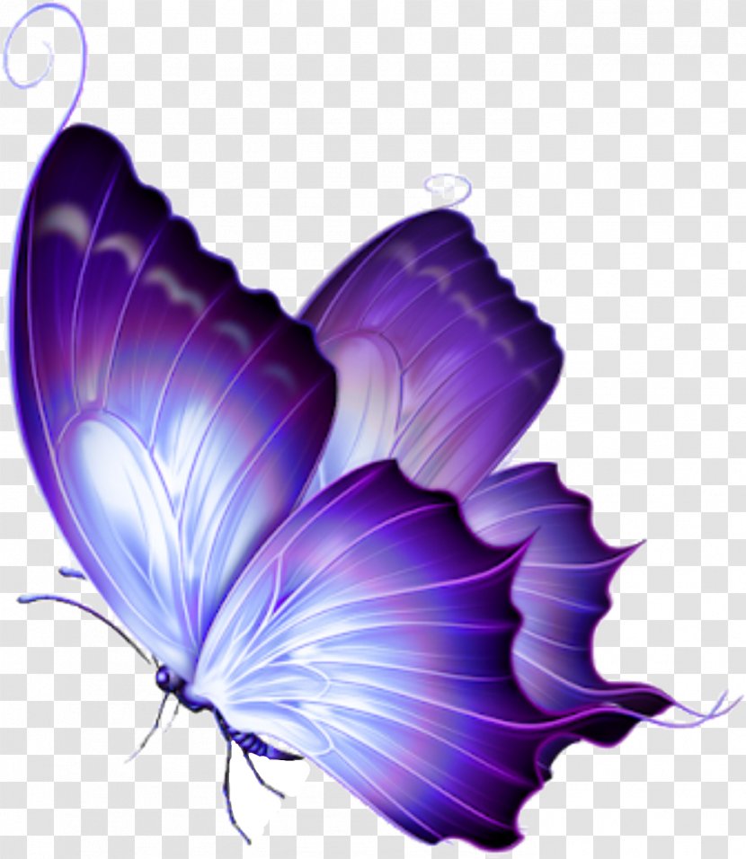 Butterfly Clip Art Image Purple - Invertebrate Transparent PNG