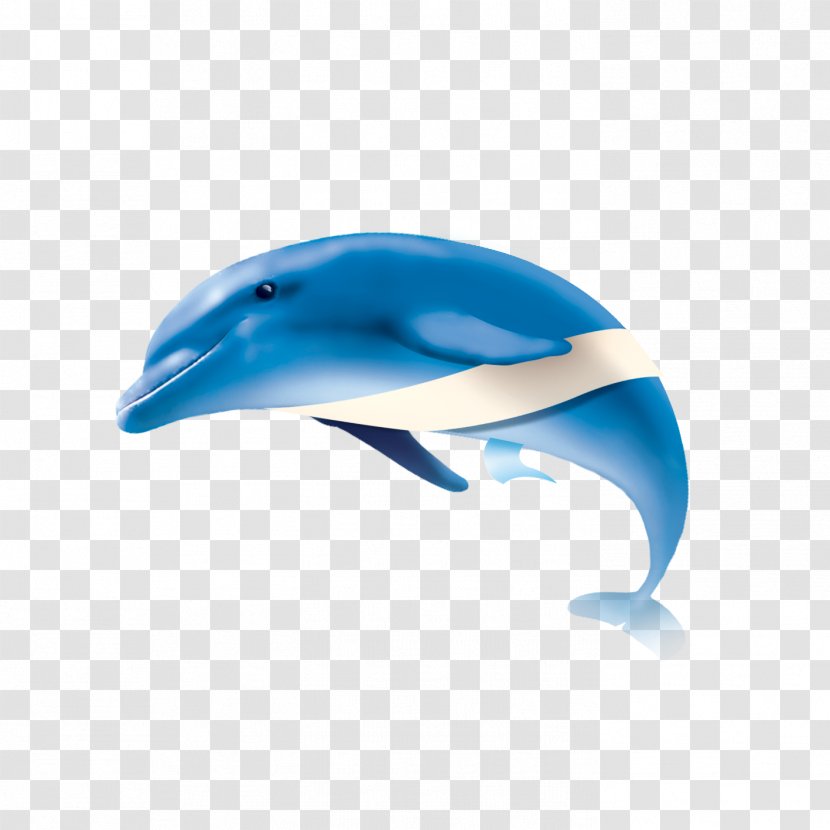 Common Bottlenose Dolphin Short-beaked Tucuxi - Turquoise - Whale Transparent PNG