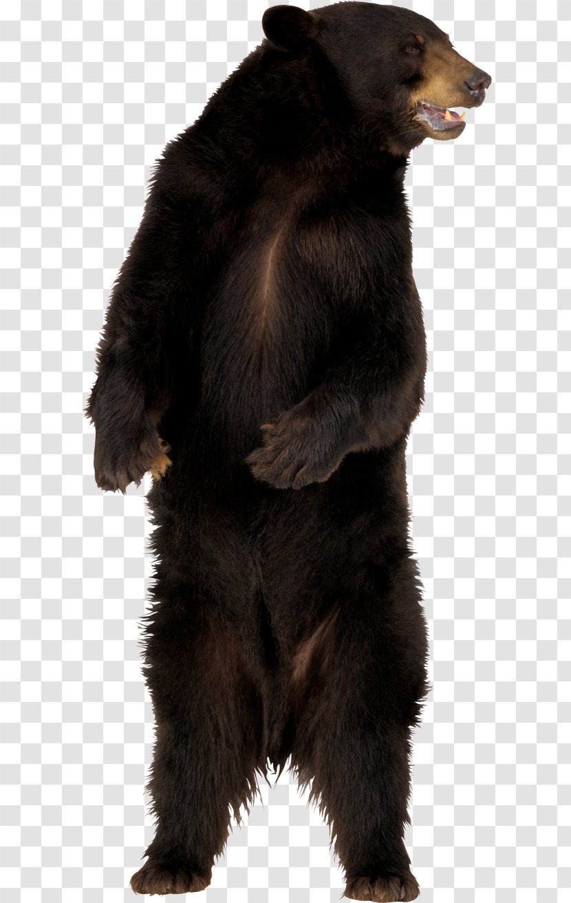 American Black Bear Polar - Silhouette Transparent PNG