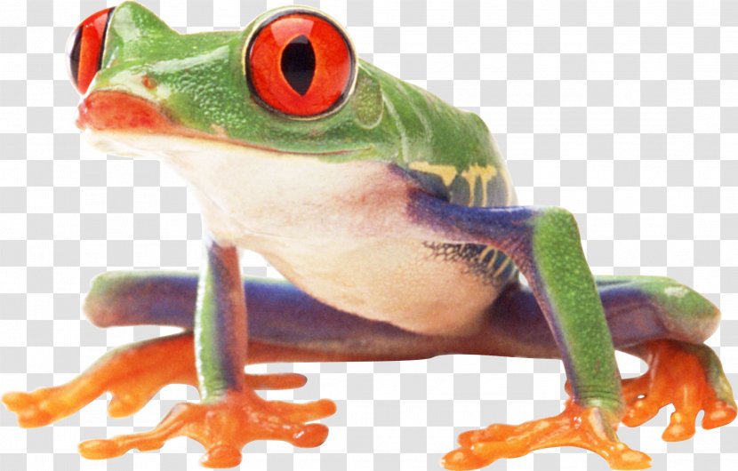 Frog Amphibian - Red Eyed Tree - Image Transparent PNG