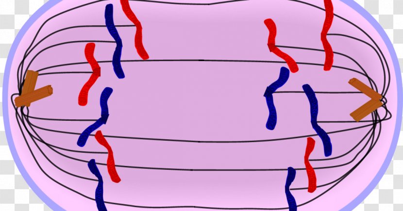 Anaphase Mitosis Prophase Telophase Meiosis - Tree - Ii Transparent PNG