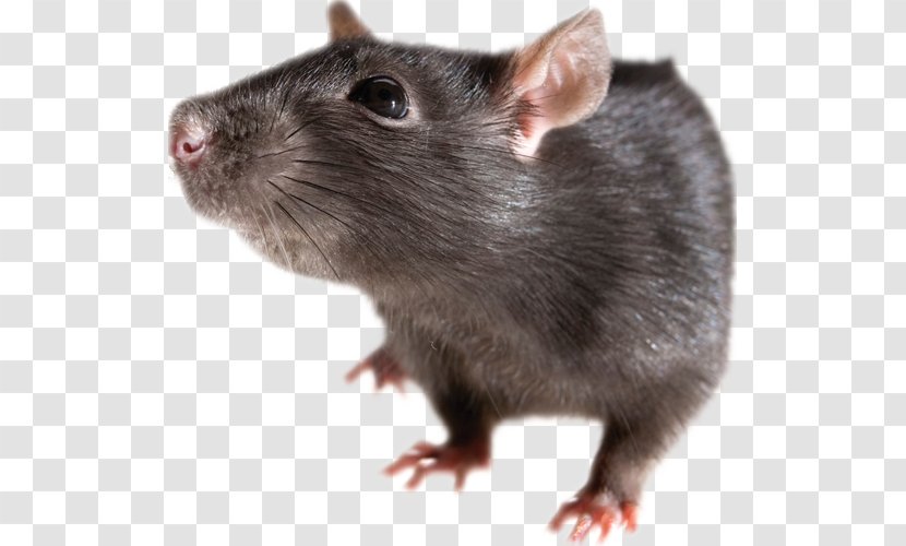 Brown Rat Mouse Rodent Black Clip Art - Muridae Transparent PNG