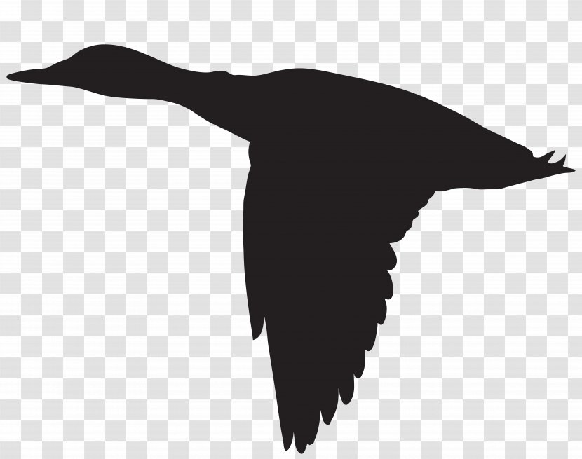 Duck Flight Goose Mallard Bird - Silhouette Cliparts Transparent PNG