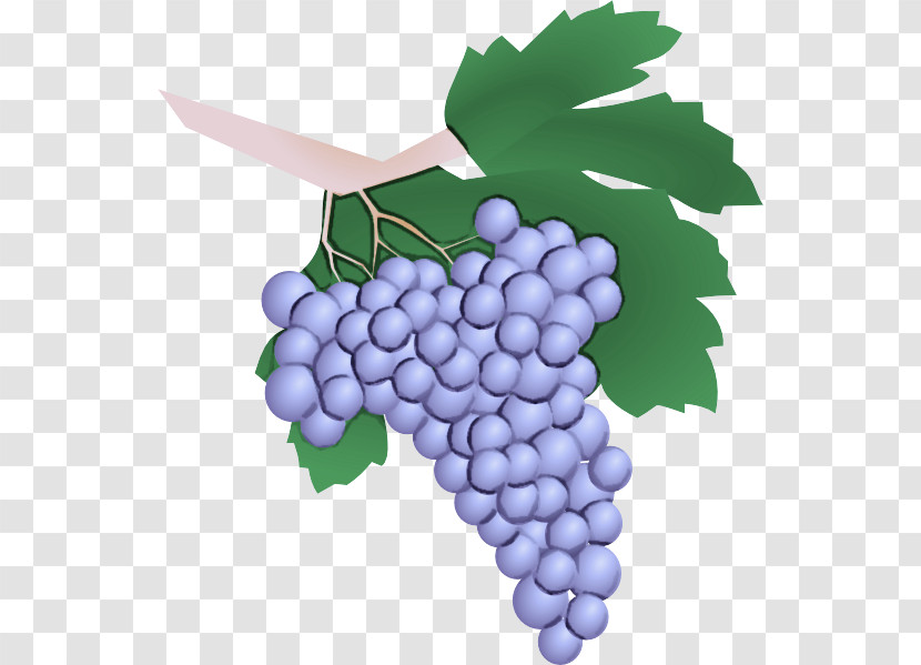 Grape Grape Leaves Grapevine Family Seedless Fruit Vitis Transparent PNG