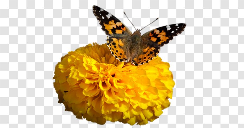 Monarch Butterfly Download - Flower Transparent PNG