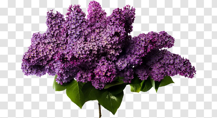 Flower Bouquet Lilac Cut Flowers Wedding - Violet - Purple Transparent PNG
