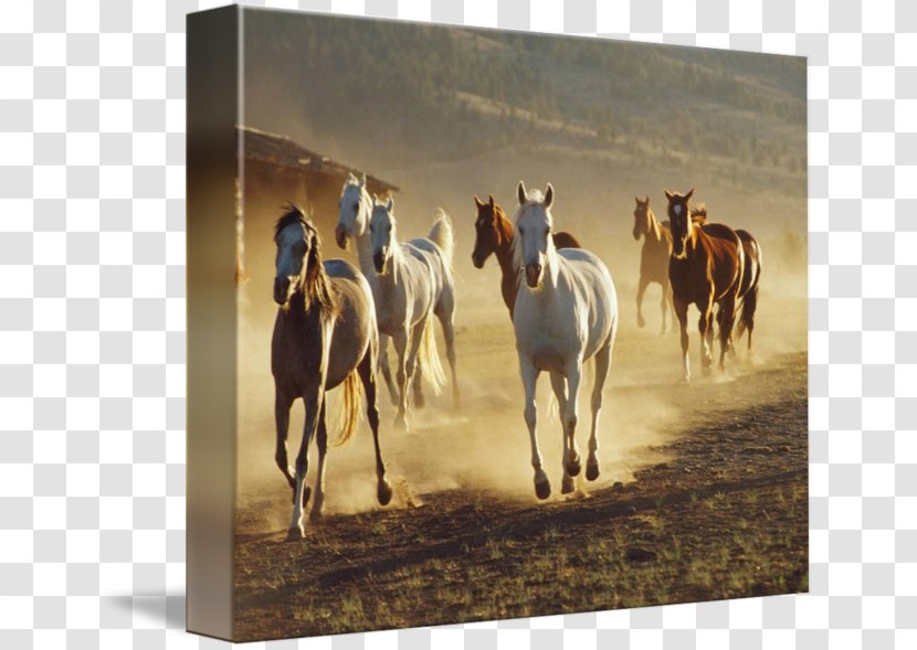 Mustang Stallion Mare Western Riding Pack Animal - Ranch - Galloping Horse Transparent PNG