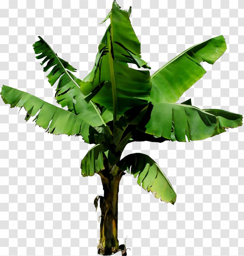 Tree Plant Stem - Leaf - Houseplant Transparent PNG