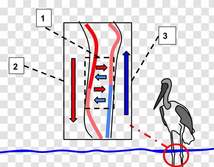 Bird Countercurrent Exchange Circulatory System Beak Thermoregulation - Flower - Through The Heart Of Cold Water Beads Transparent PNG