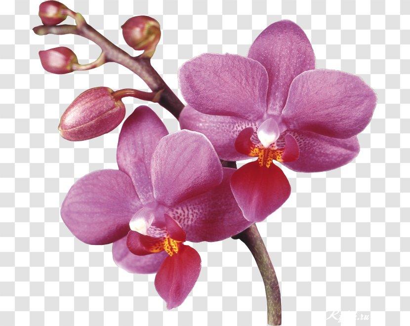 Clip Art - Transparency And Translucency - Purple Orchids Transparent PNG