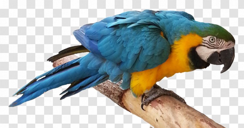 Lovebird Budgerigar True Parrot Clip Art - Bird Transparent PNG