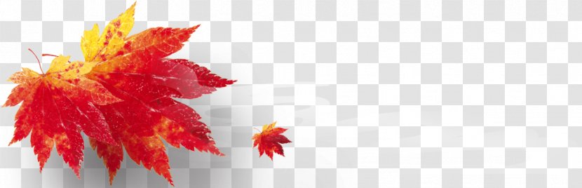 Maple Leaf Download - Red - Autumn Transparent PNG