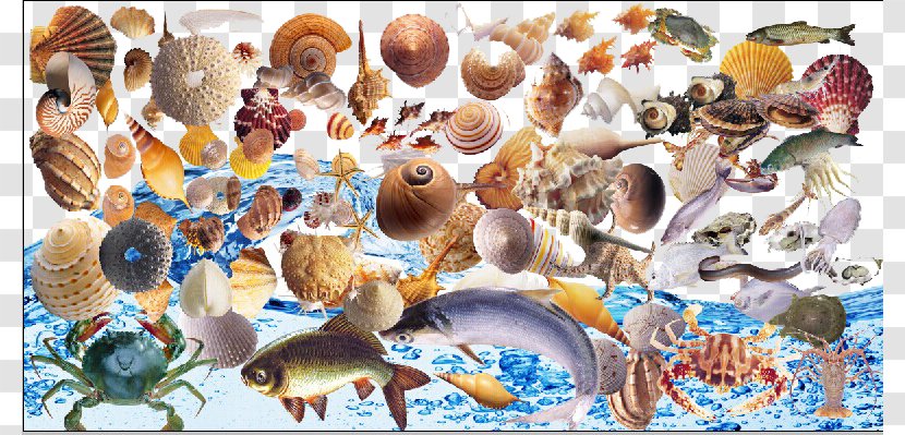 Seashell Crab Sea Snail Viviparidae - Fish - Seabed Conch Shell Transparent PNG