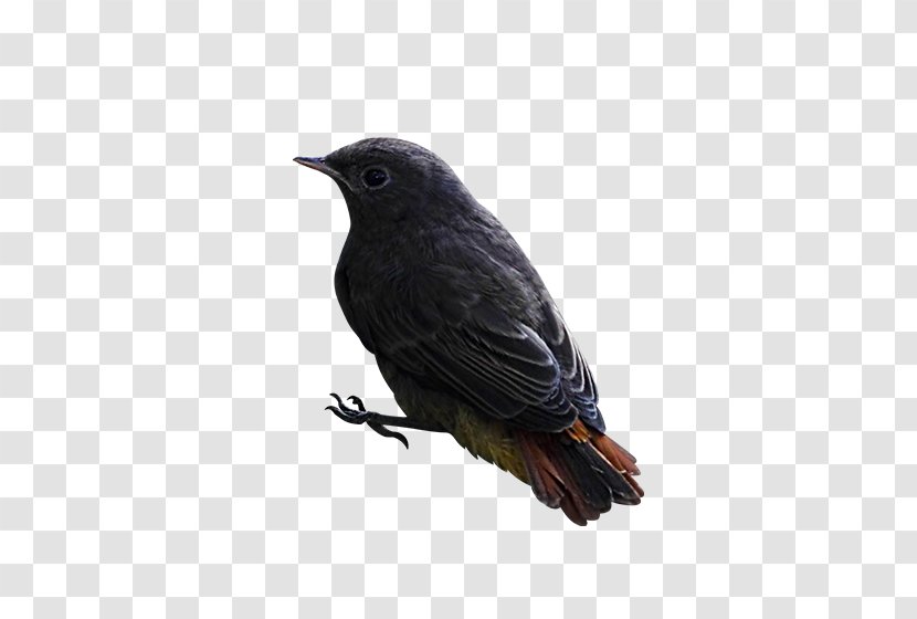 Bird Finch American Crow - Mockup Transparent PNG
