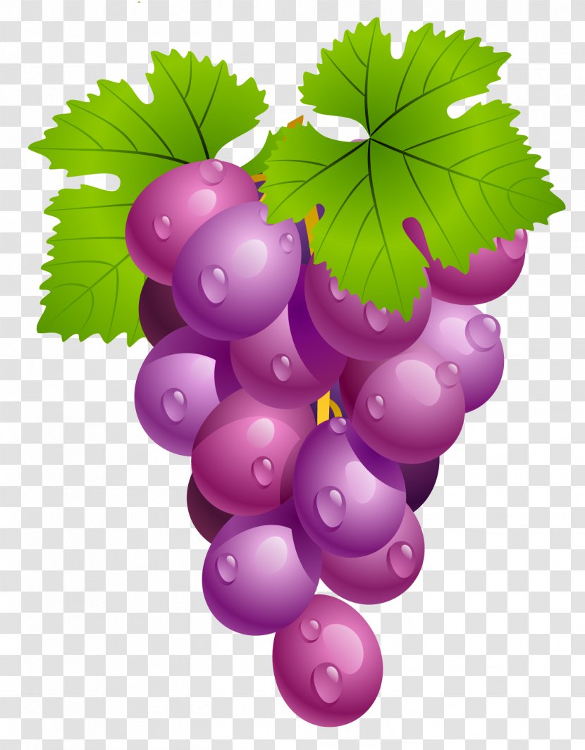 Common Grape Vine Wine Clip Art - Violet - Leaf Cliparts Transparent PNG
