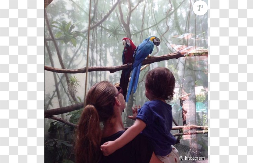 Macaw Parrot Beak Fauna Recreation - Zoo Park Transparent PNG