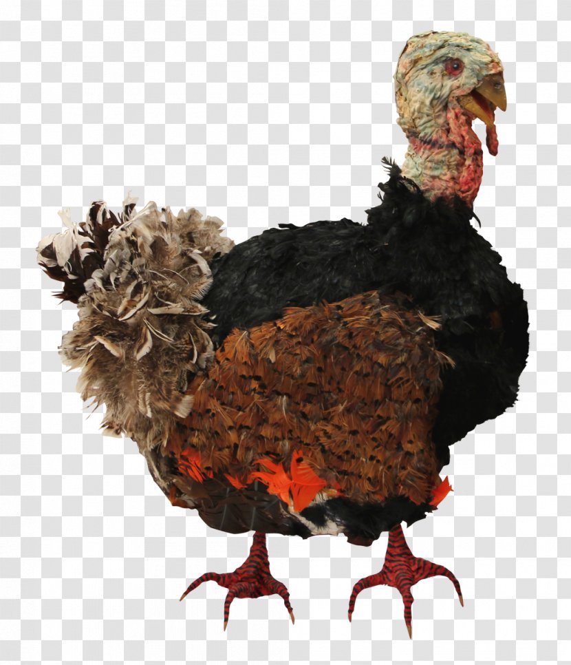 Turkey Meat Clip Art - Beak - Thanks Giving Transparent PNG