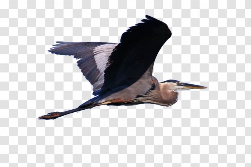 Great Blue Heron Grey Bird Cormorant Illustration - Wing - Osprey Flying In The Air Transparent PNG