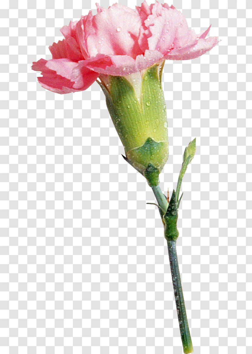 Carnation Garden Roses Paper Cut Flowers Clip Art - Collage - Carnations Transparent PNG