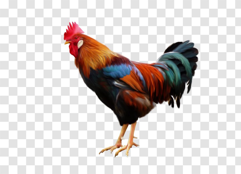 Rooster Chicken Poultry Color - Phasianidae Transparent PNG