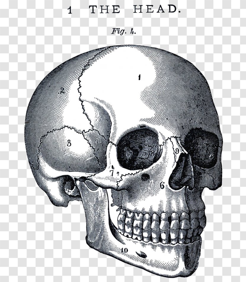 Human Skull Drawing - Naturalist Illustration - Ear Temple Transparent PNG
