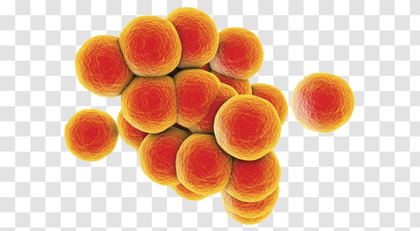 MRSA Super Bug Staphylococcal Infection Bacteria Food Poisoning Group A Streptococcus - Staphylococcus Transparent PNG