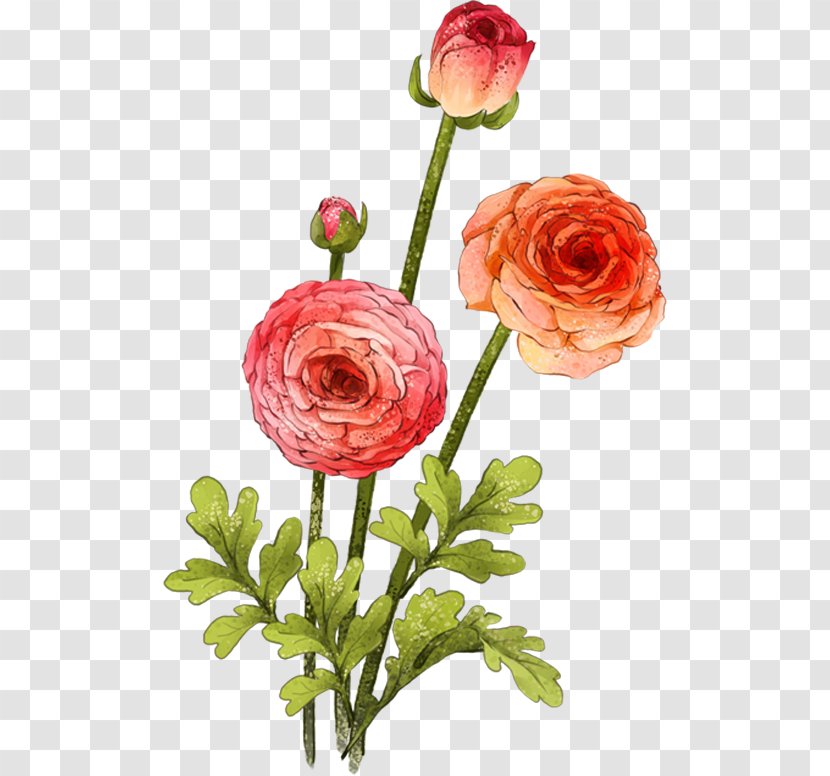 Garden Roses Beach Rose Centifolia Flower Gouache - Bouquet Of Painted Transparent PNG