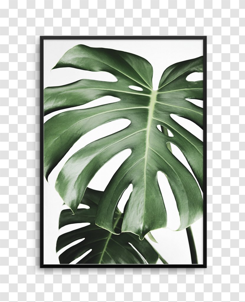 Swiss Cheese Plant Leaf Tree Poster Printing - Contemporary Bohemian Living Room Design Ideas Transparent PNG