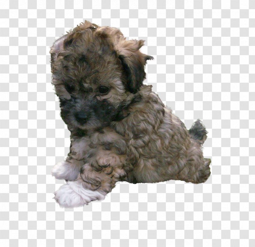 Glen Schnoodle Cairn Terrier Bolonka Havanese Dog - Breed Group - Puppy Transparent PNG