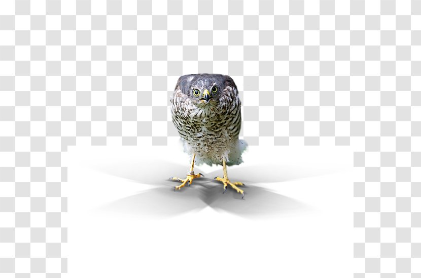 Owl Beak Transparent PNG