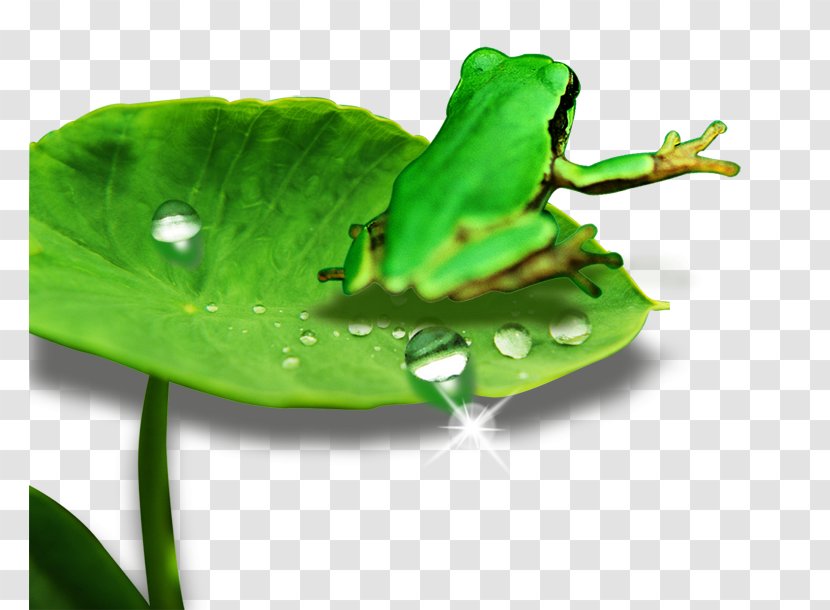 Leaf - Reptile - Frog Transparent PNG