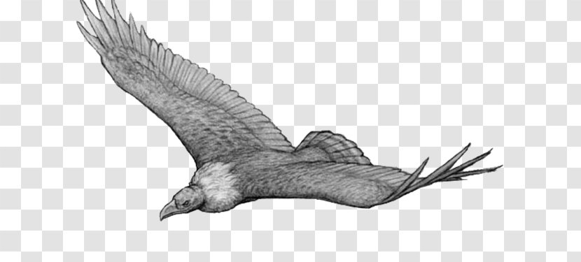 Bird Argentavis Magnificens Theropods Pelagornis Sandersi Teratornis - Condor Transparent PNG