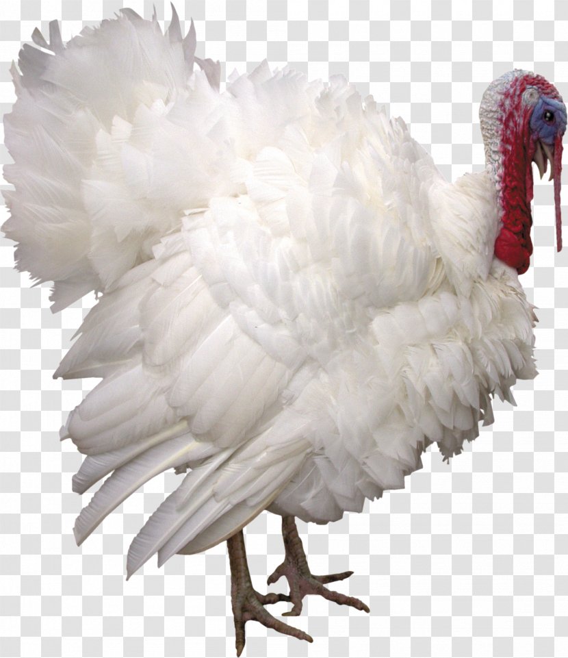 Turkey Bird Chicken Clip Art - Phasianidae - Cock Transparent PNG
