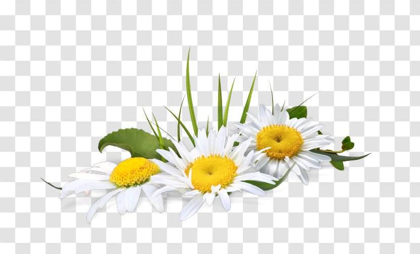 Chamomile Psd Adobe Photoshop File Format - Yellow Transparent PNG
