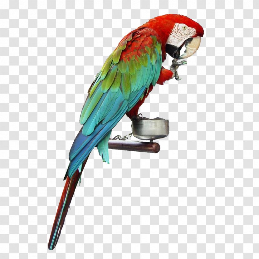 Cockatiel Bird True Parrot Dog Cat - Companion - Domesticated Pet Transparent PNG