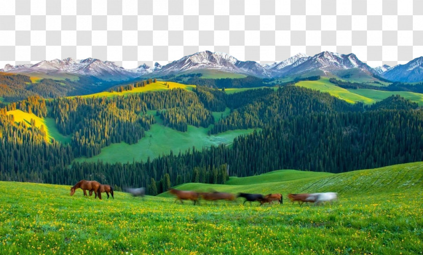 Mount Scenery Grassland Biome Steppe Nature Reserve Transparent PNG