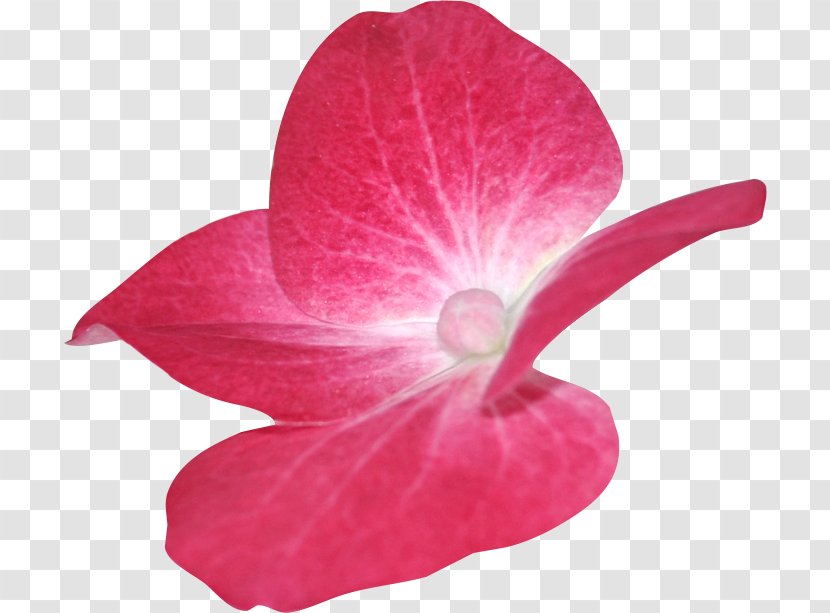 Pink M Close-up - Plant - Spring Transparent PNG