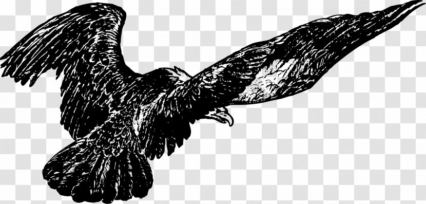 Bald Eagle Windows Metafile Buzzard Hawk - Vulture Transparent PNG