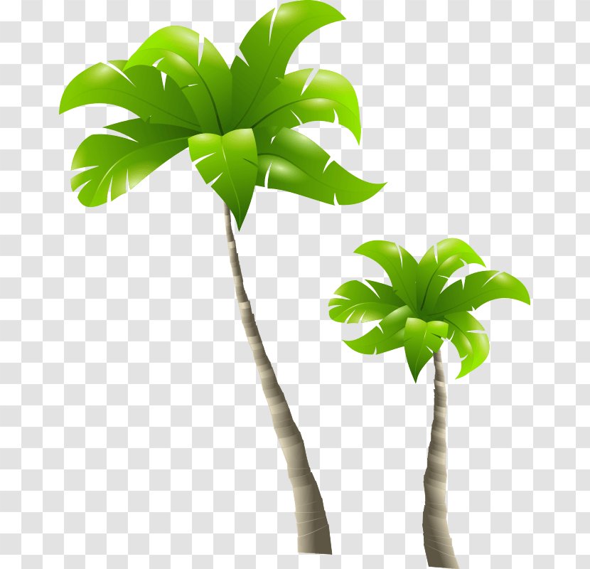 Arecaceae Clip Art - Branch - Palm Tree Transparent PNG