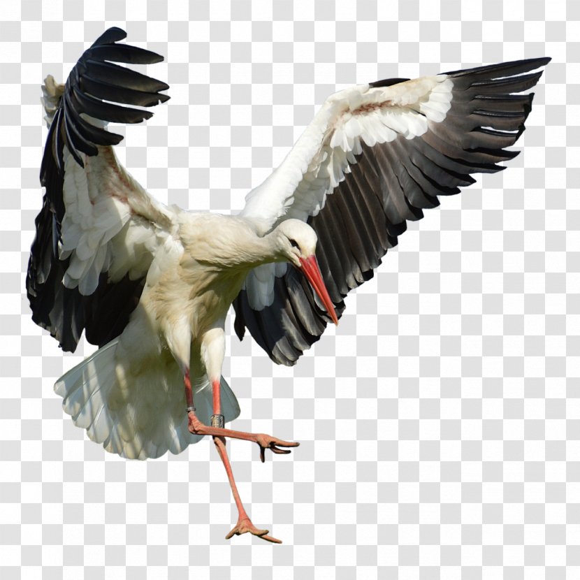 White Stork Bird Beak Flight Feather Transparent PNG