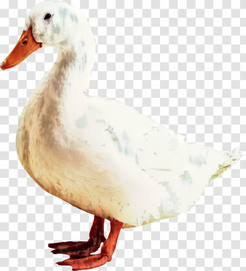American Pekin Donald Duck Swans Goose - Daisy - Ducks Geese And Transparent PNG