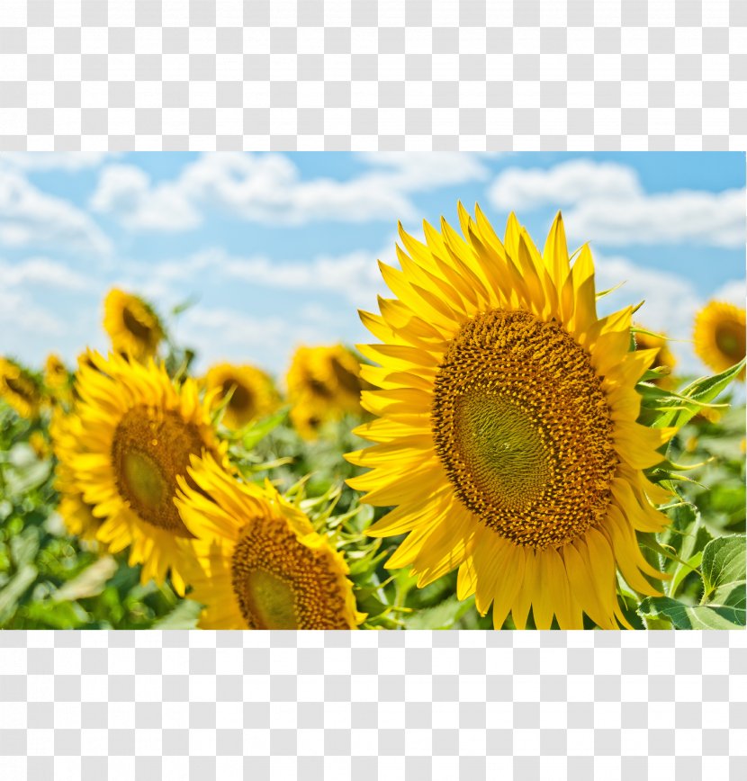 Common Sunflower Sydney Farm English Lavender - Field Transparent PNG