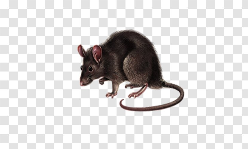 Dormouse Rat Gerbil Computer Mouse Transparent PNG