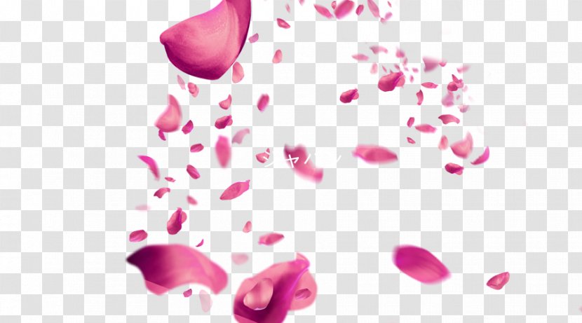 Petal Pink Cherry Blossom - Magenta - Floating Petals Transparent PNG