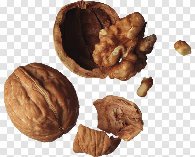 English Walnut Fruit Salad Drupe Transparent PNG