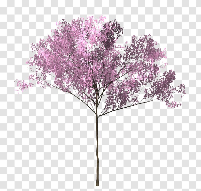 Cherry Blossom Tree Twig - Bunga Sakura Transparent PNG