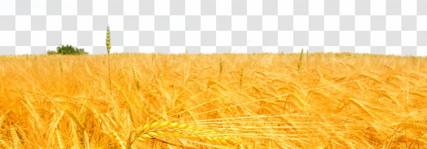 Wheat Rice Paddy Field - Sky - Golden Oat Cereal Transparent PNG